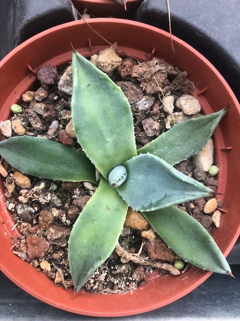 Agave Patonii