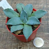 Agave Patonii