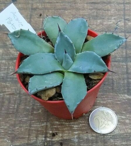 Agave Patonii