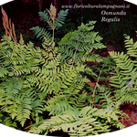 Osmunda Regalis
