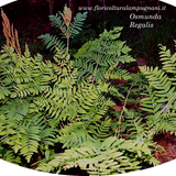 Osmunda Regalis