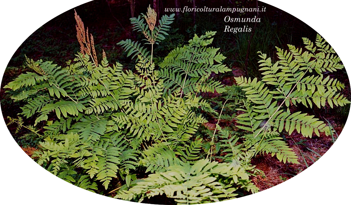 Osmunda Regalis