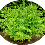 Osmunda Regalis