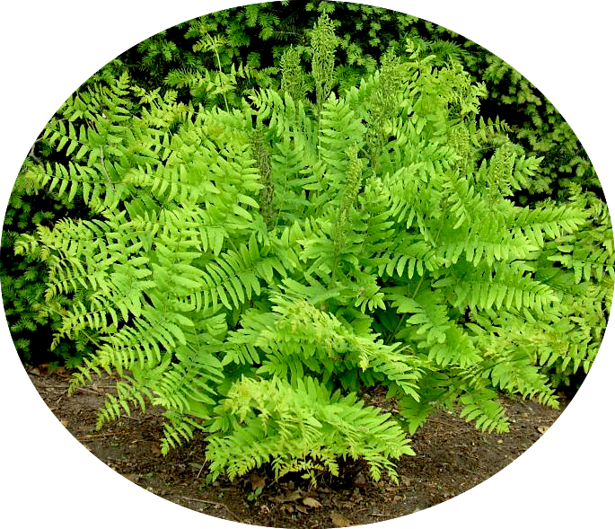 Osmunda Regalis