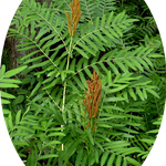 Osmunda Regalis