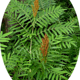 Osmunda Regalis