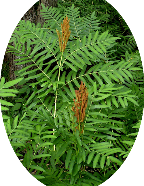Osmunda Regalis