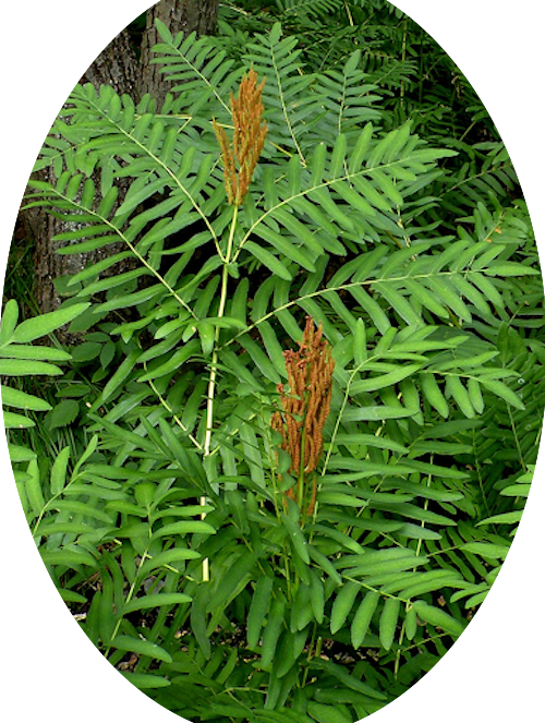 Osmunda Regalis
