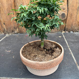 Bonsai Acer Palmatum Shishigashira come da foto, vaso cm.20