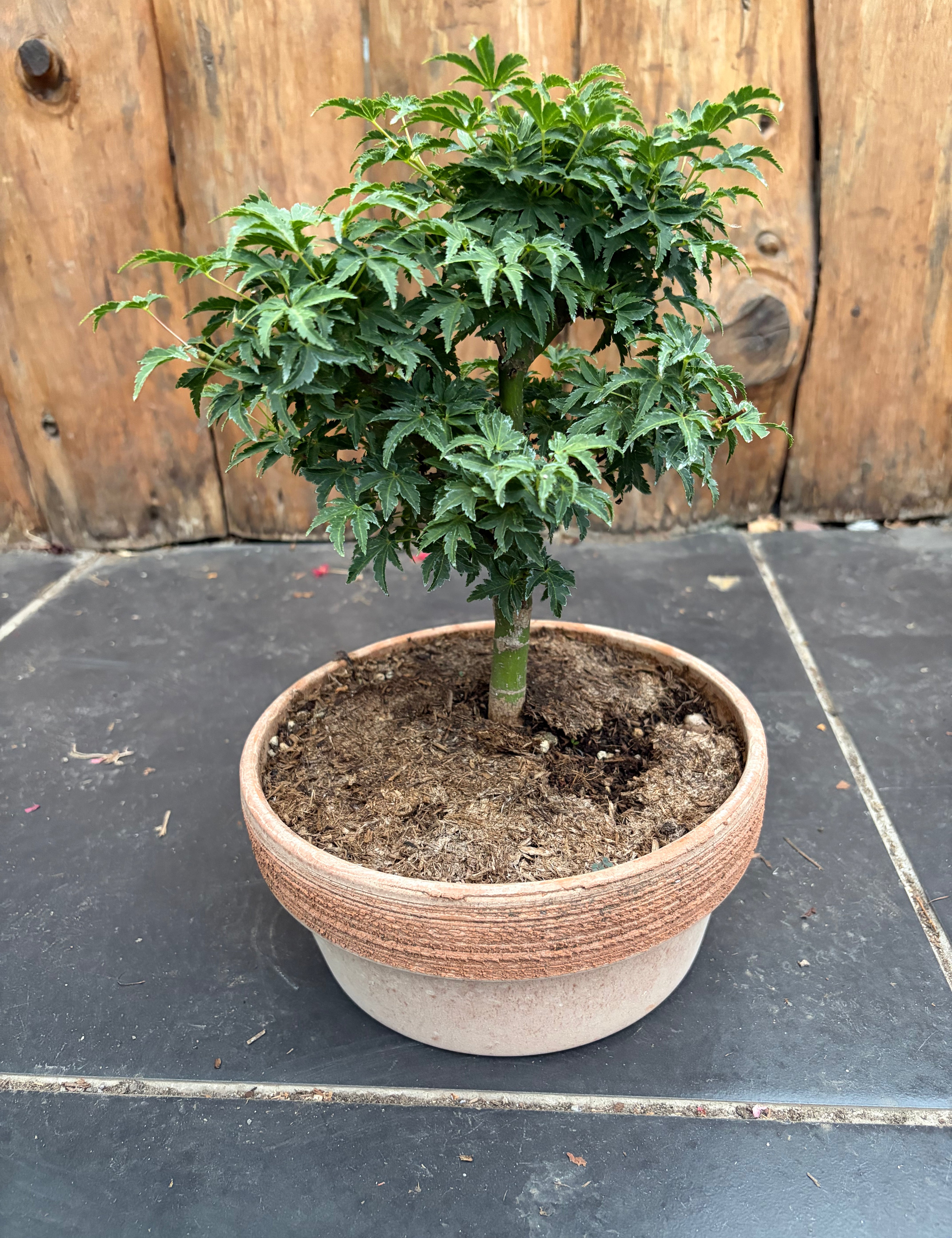 Bonsai Acer Palmatum Shishigashira come da foto, vaso cm.20