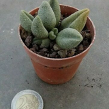 Adromischus marianiae fo. herrei cv. Lime Drops