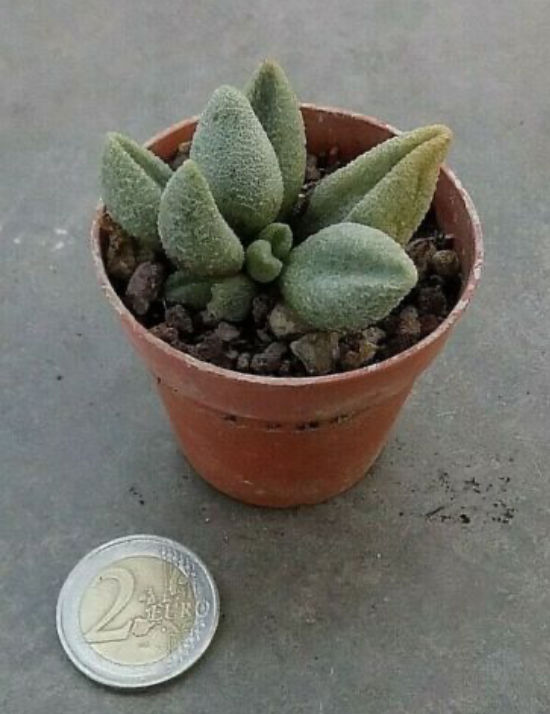 Adromischus marianiae fo. herrei cv. Lime Drops