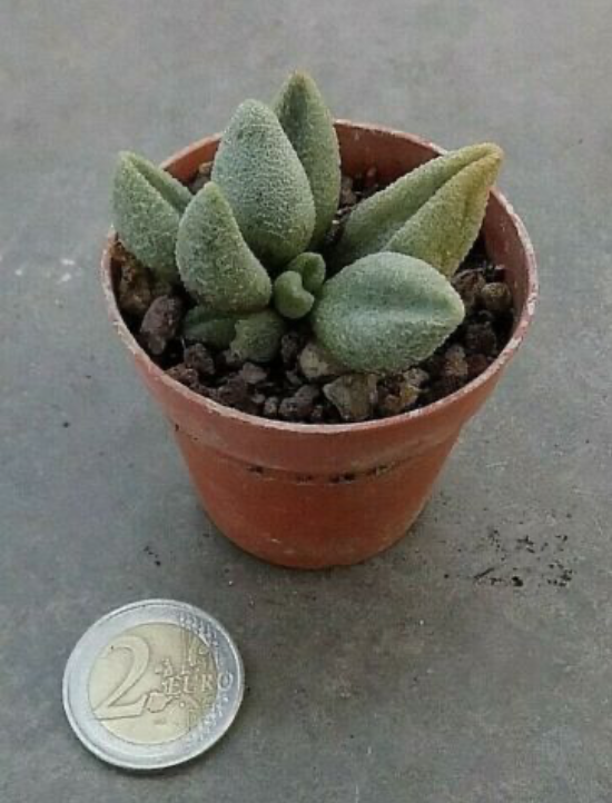 Adromischus marianiae fo. herrei cv. Lime Drops