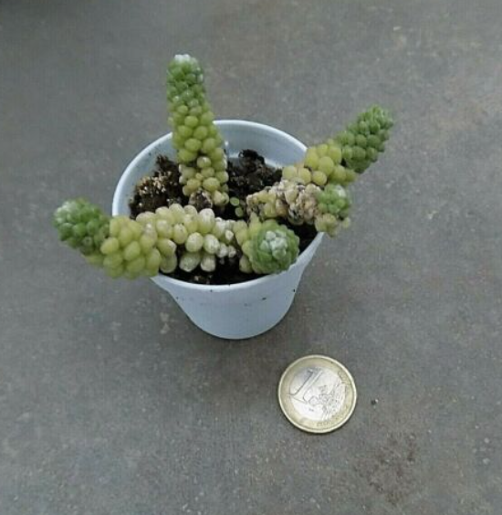 Anacampseros Baeseckei