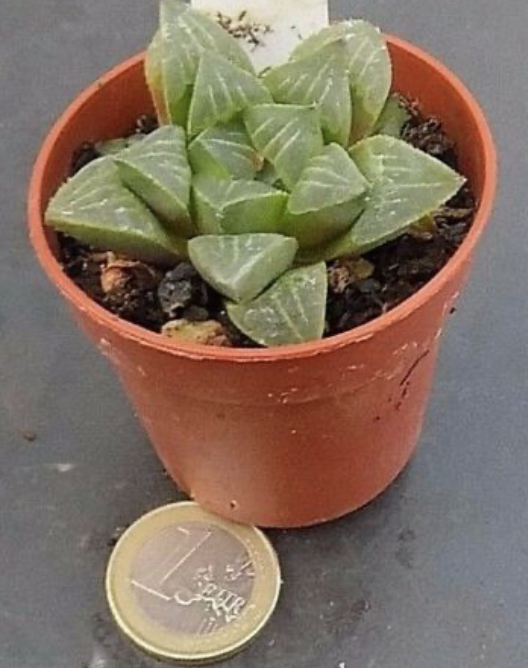 Haworthia Mutica rosea