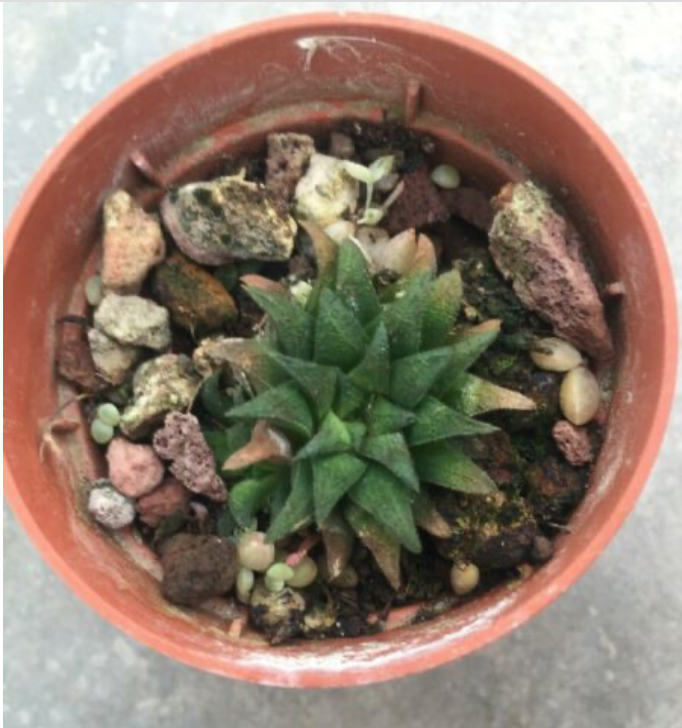 Haworthia  parkisiana pot. 5,5