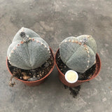 astrophytum myriostigma Tricostatum cv. Sankaku Ranpo-gyoku