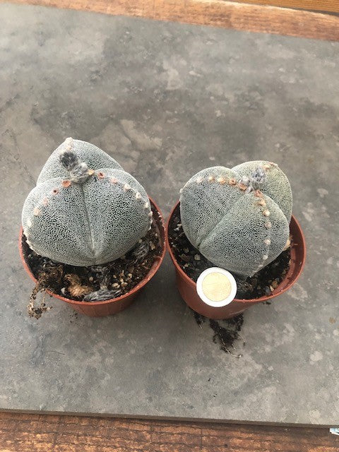 astrophytum myriostigma Tricostatum cv. Sankaku Ranpo-gyoku