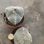 astrophytum myriostigma Tricostatum cv. Sankaku Ranpo-gyoku