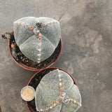 astrophytum myriostigma Tricostatum cv. Sankaku Ranpo-gyoku