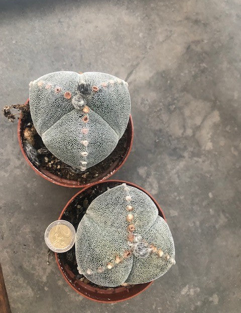 astrophytum myriostigma Tricostatum cv. Sankaku Ranpo-gyoku