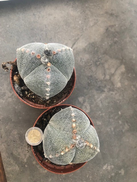 astrophytum myriostigma Tricostatum cv. Sankaku Ranpo-gyoku