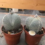 astrophytum myriostigma Tricostatum cv. Sankaku Ranpo-gyoku