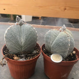 astrophytum myriostigma Tricostatum cv. Sankaku Ranpo-gyoku