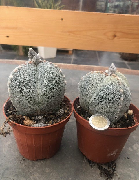 astrophytum myriostigma Tricostatum cv. Sankaku Ranpo-gyoku
