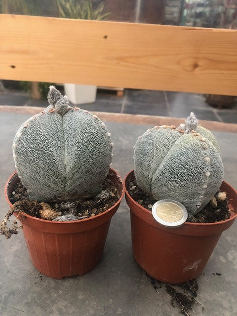 astrophytum myriostigma Tricostatum cv. Sankaku Ranpo-gyoku