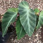 Begonia Angularis Compta vaso 13