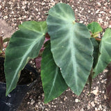 Begonia Angularis Compta vaso 13