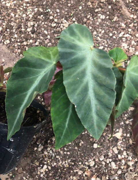 Begonia Angularis Compta vaso 13