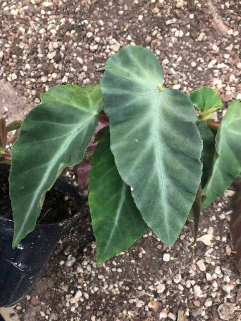 Begonia Angularis Compta vaso 13