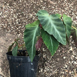Begonia Angularis Compta vaso 13