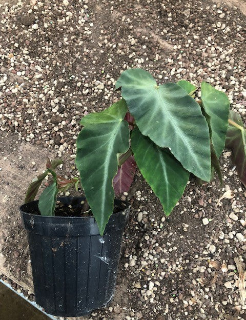 Begonia Angularis Compta vaso 13