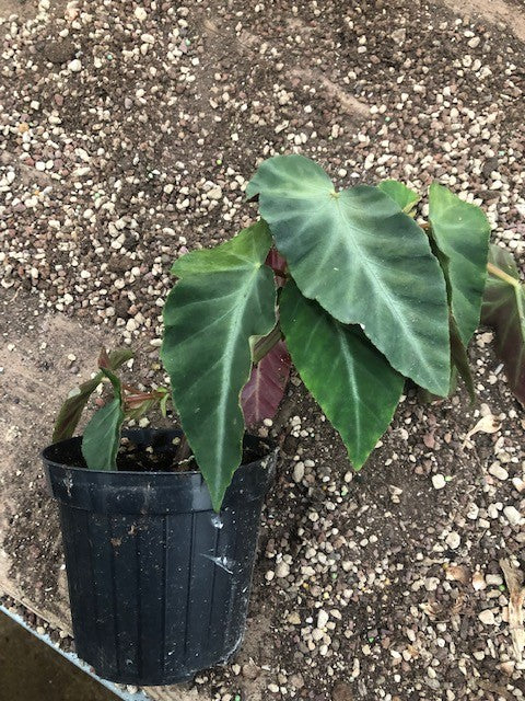 Begonia Angularis Compta vaso 13