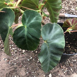 Begonia Angularis Compta vaso 13