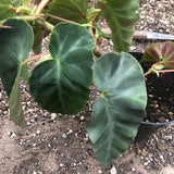 Begonia Angularis Compta vaso 13