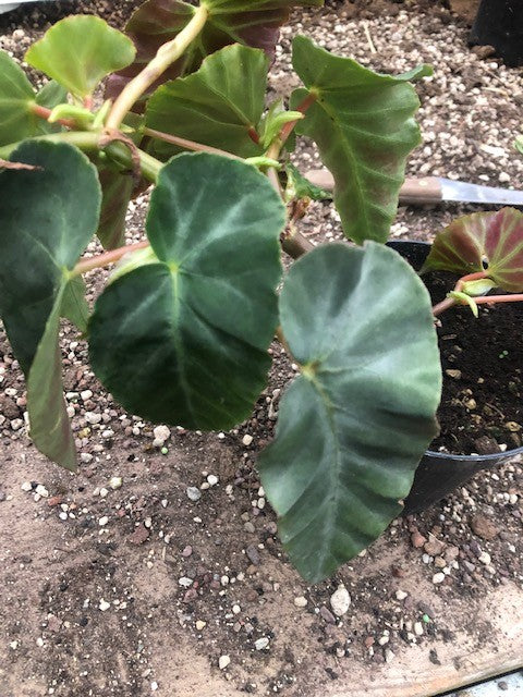 Begonia Angularis Compta vaso 13