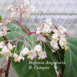 Begonia Angularis Compta vaso 13
