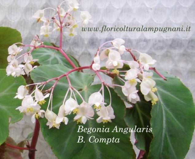 Begonia Angularis Compta vaso 13