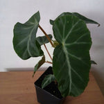 Begonia Angularis Compta vaso 13