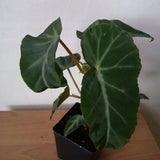 Begonia Angularis Compta vaso 13