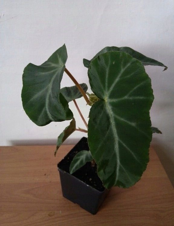 Begonia Angularis Compta vaso 13