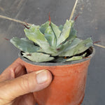 Agave Potatorum Veschaffeltii cm. 14/15
