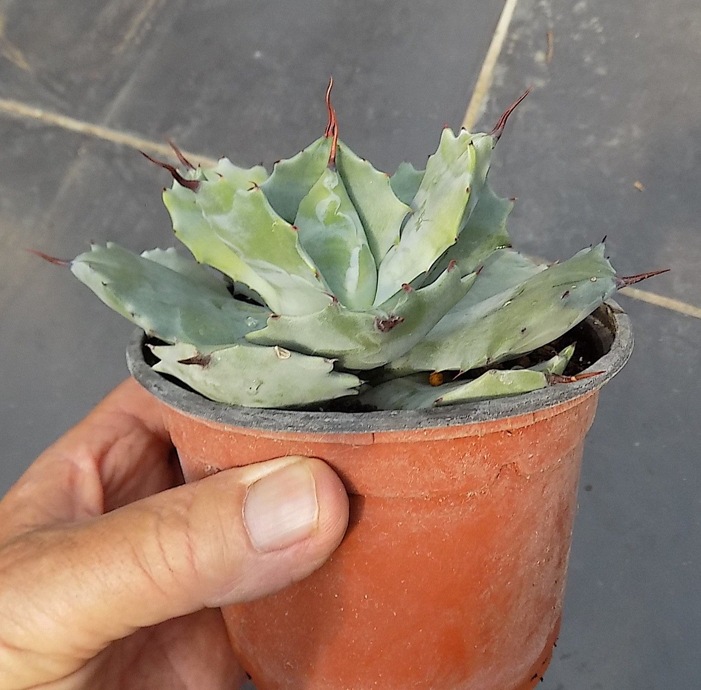 Agave Potatorum Veschaffeltii cm. 14/15