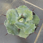 Agave Potatorum Veschaffeltii cm. 14/15