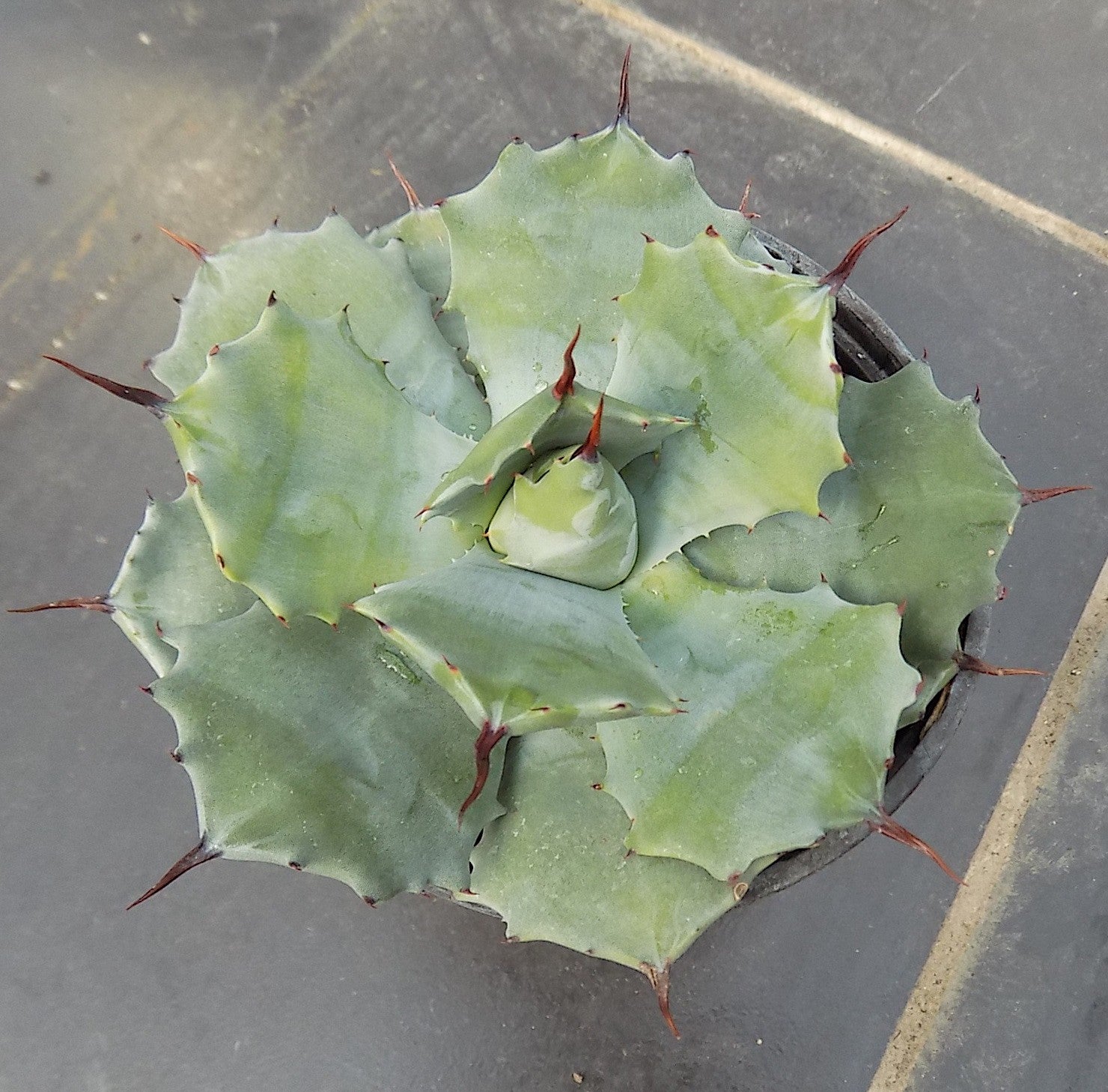 Agave Potatorum Veschaffeltii cm. 14/15
