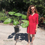 Farfugium jap. giganteum maculatum Lampugnani vaso 18